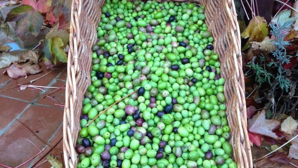 Olive oil in Tuscany