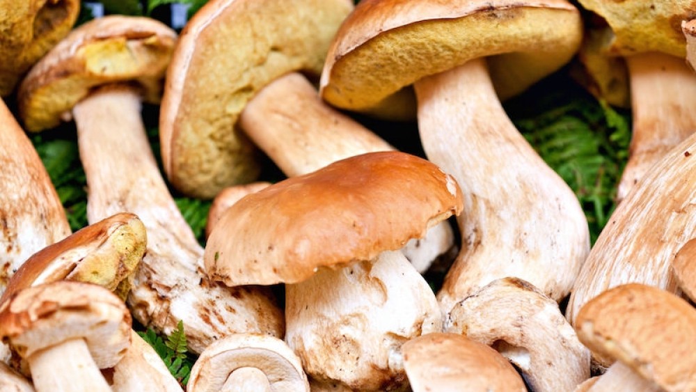 Are you wild about mushrooms? Get to know these wild mushrooms!