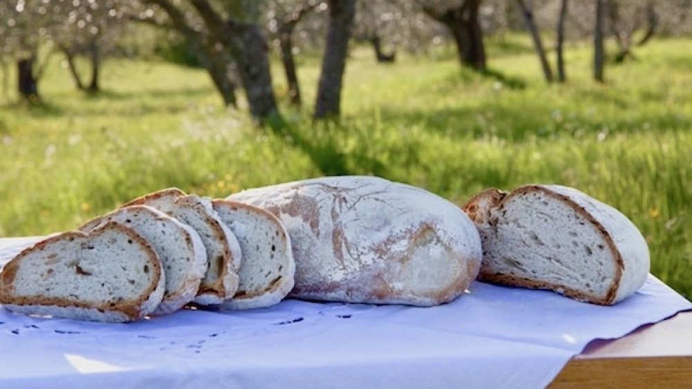 Have you always wondered why Tuscan bread tastes so bland?
