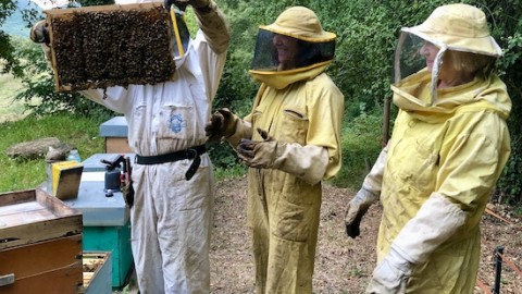 Are you looking for a new hobby in 2021 to keep you buzzy as a bee? Why not try bee-keeping?!