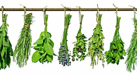 Herbs create the famous aromas we all love about Italian food
