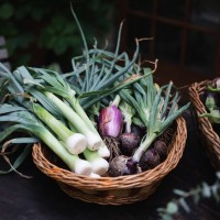 Fresh Organic produce primarily from our own gardens