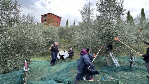 The time to harvest the authentic Tuscan liquid gold has finally arrived....