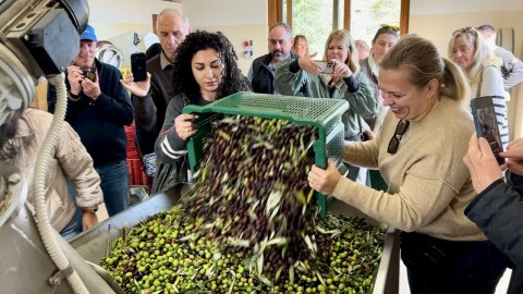 A Taste of Tuscany: The Joy of Olive Picking and Pressing at Tuscookany