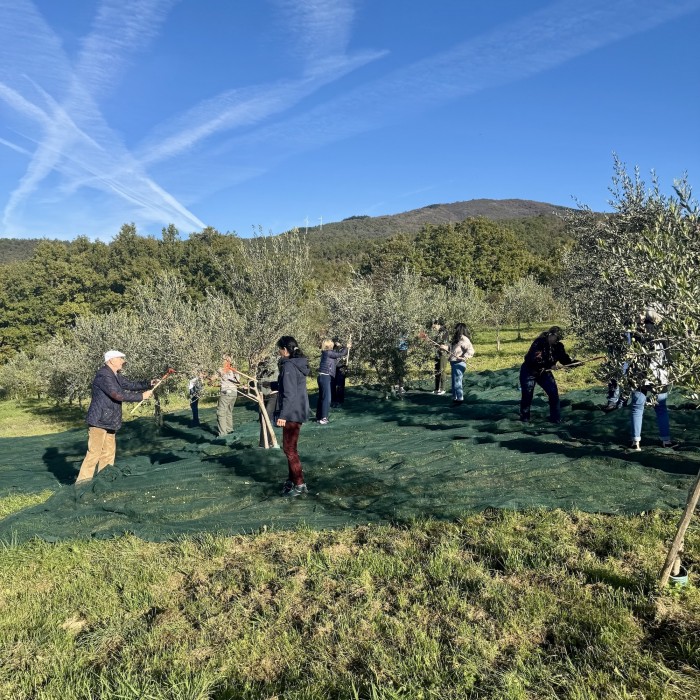 Tuscookany Olive picking