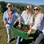 One week Italian cooking with olive picking and pressing event