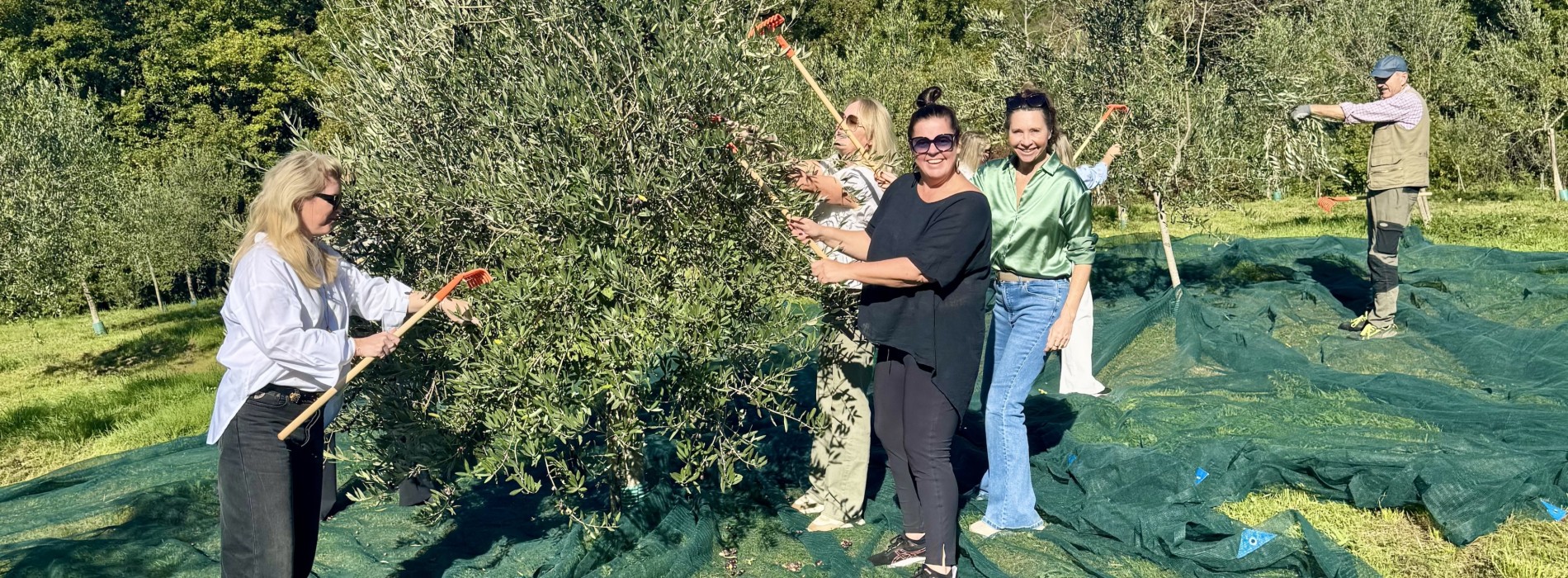 Harvest and Cook, Olive picking included for select weeks!