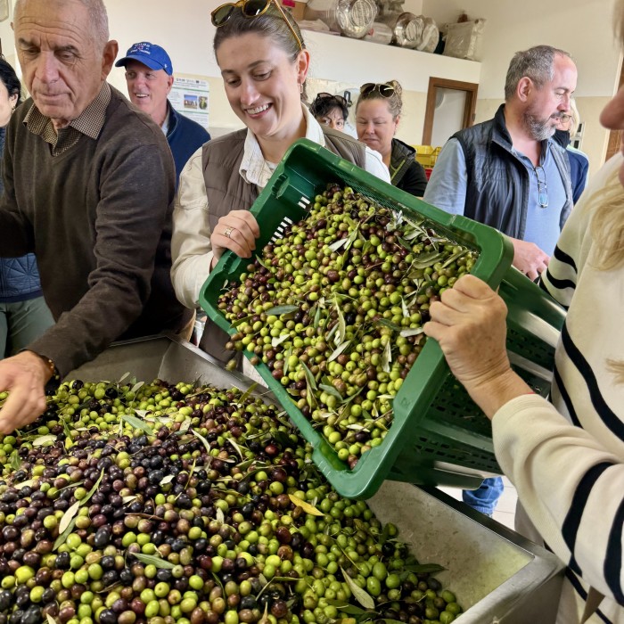 Getting the olives ready for the press at Tuscookany