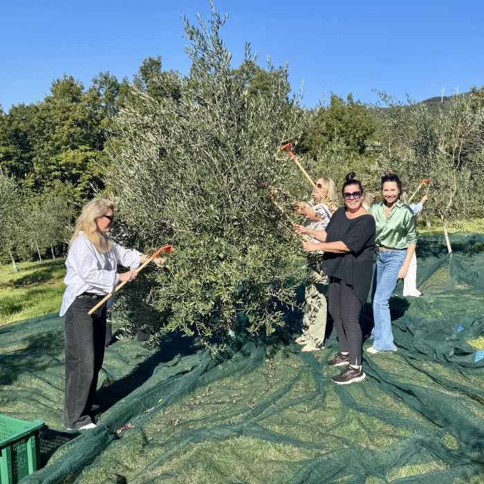 Picking olives at Tuscookany